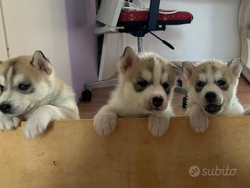 Cucciolata casalinga Siberian Husky