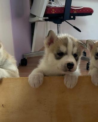 Cucciolata casalinga Siberian Husky