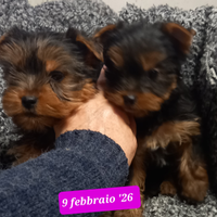 Cuccioli yorkshire puri