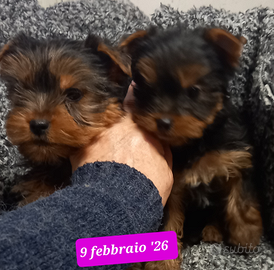 Cuccioli yorkshire puri