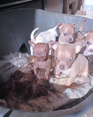 Chihuahua toy
