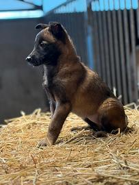 Pastore Belga Malinois