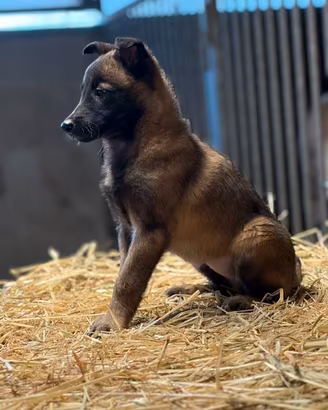 Pastore Belga Malinois
