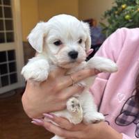Cuccioli di Maltese stupendi
