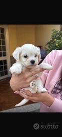 Cuccioli di Maltese stupendi