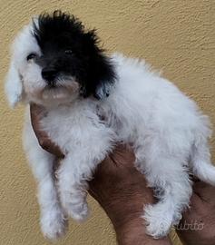 Barboncini altri colori M/F toy pedigree ENCI