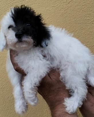 Barboncini altri colori M/F toy pedigree ENCI