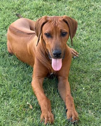 Stupendi cuccioli di Rhodesian Ridgeback