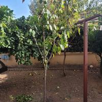 pianta ciliegie e mandarino