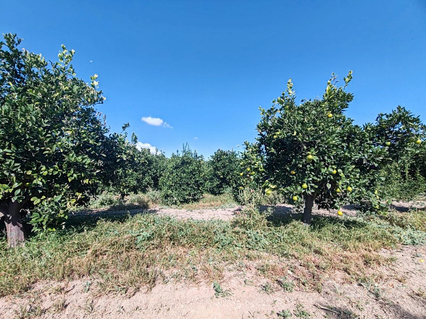 Azienda agricola a Ramacca - Altro