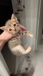 Gattine vari colori