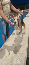 Beagle maschio