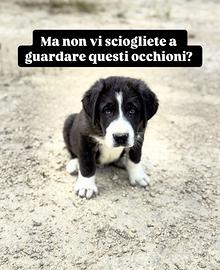 Cucciolo pastore in adozione taglia grande