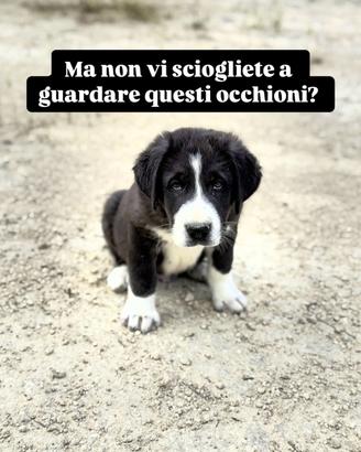 Cucciolo pastore in adozione taglia grande