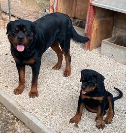 Rottweiler