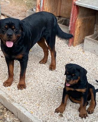 Rottweiler