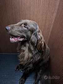 Flat-Coated Retriever colore fegato