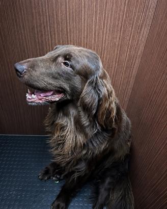 Flat-Coated Retriever colore fegato