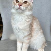 Gatto di razza Angora Turco, Gloria