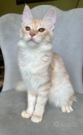 Gatto di razza Angora Turco, Gloria