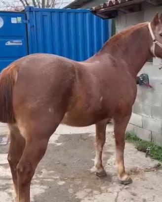 Cavallo