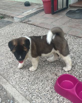 Cuccioli di Akita Americano