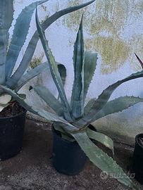 Agave