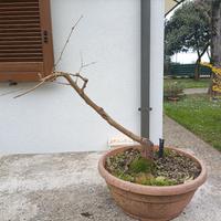 Pianta di gelso nero