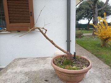 Pianta di gelso nero