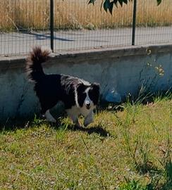 Border collie