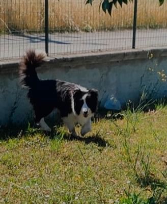 Border collie