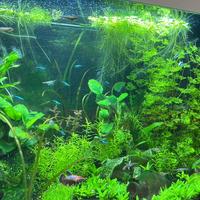 Piante e pesci ornamentali per acquario con omaggi