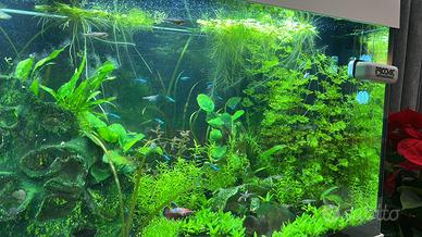 Piante e pesci ornamentali per acquario con omaggi
