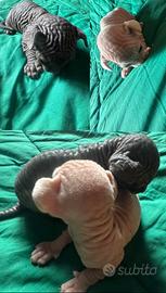 Cuccioli di gatto Sphynx