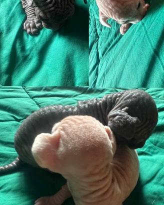 Cuccioli di gatto Sphynx