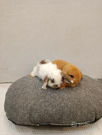 Conigli nani ariete mini lop