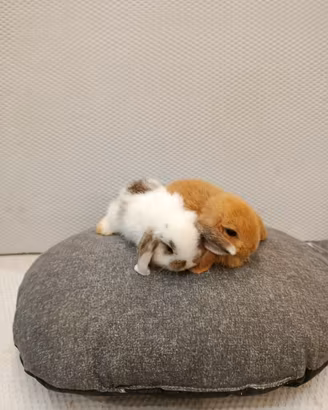Conigli nani ariete mini lop