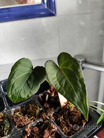 Anthurium papillilaminum 'Fort Sherman' X  Pianta