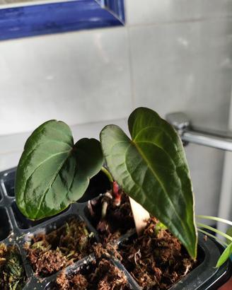 Anthurium papillilaminum 'Fort Sherman' X  Pianta