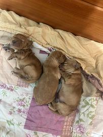Cuccioli di cocker spaniel fulvo maschietti