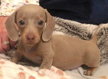 Cuccioli bassotti maschi e femmine cioco e lillac