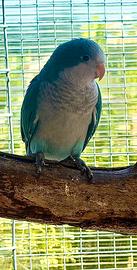 Parrocchetti Monaci Blu