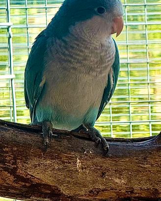 Parrocchetti Monaci Blu