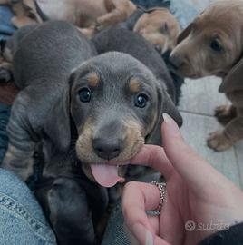 BASSOTTO NANO - BASSOTTI NANI BLU cuccioli