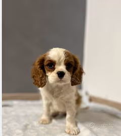 Cavalier king