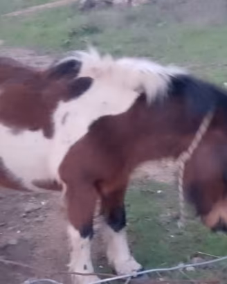 Pony