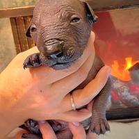 Cuccioli di cane nudo messicano, Xoloitzcuintle