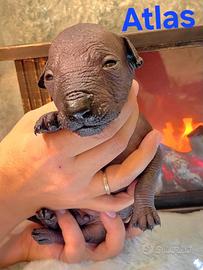 Cuccioli di cane nudo messicano, Xoloitzcuintle