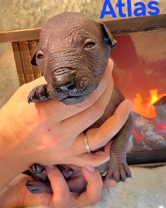 Cuccioli di cane nudo messicano, Xoloitzcuintle