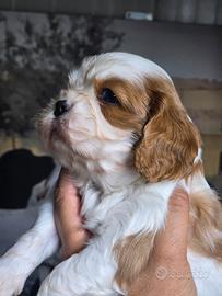 Cucciolo di Cavalier King pedigree Enci